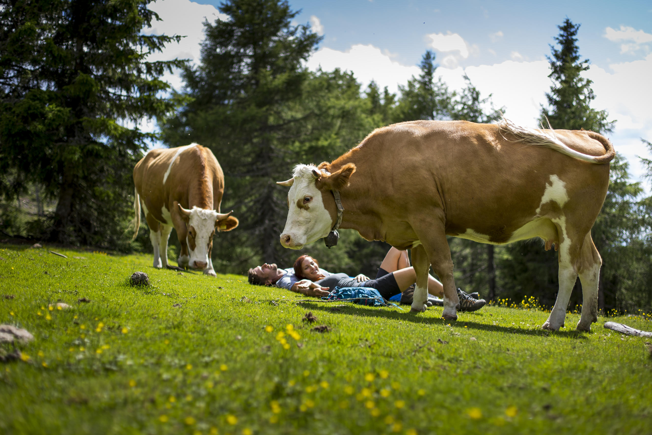 AlmAuftrieb im Juni