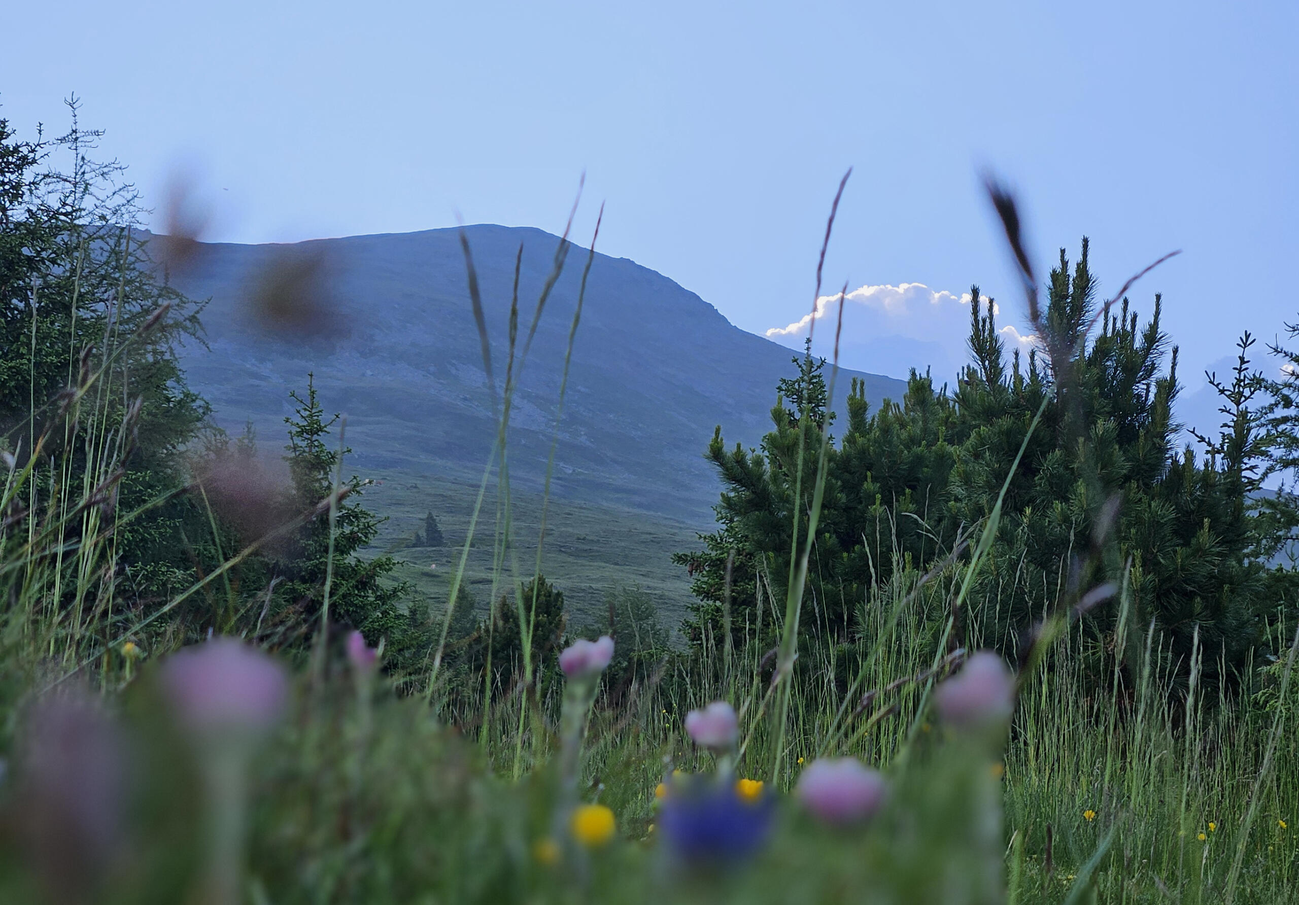 Grasberggeflüster – Geschichten von Blumen, Moos und Eiszeit!