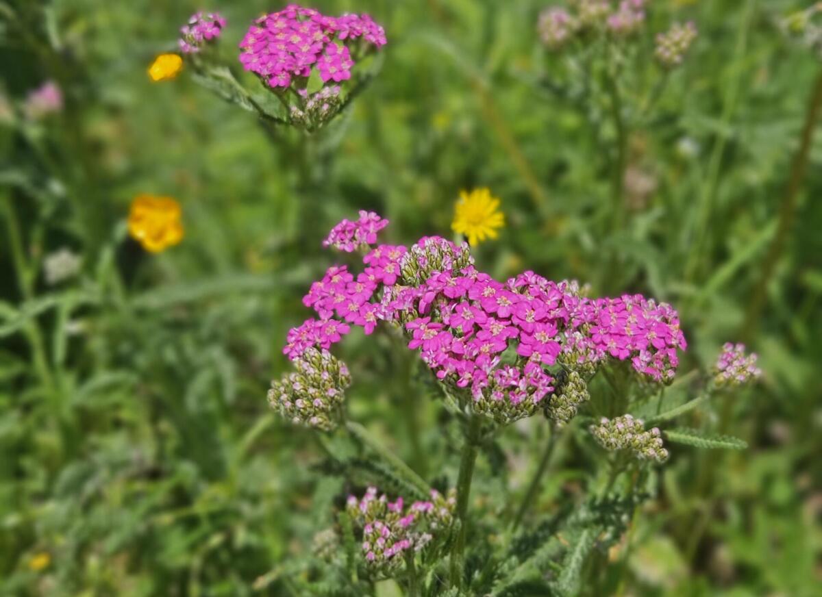 AlmErleben - Almkraeuter am Zirbitzkogel - Schafgarbe in der Steiermark